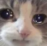 catsad Discord Emoji