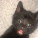 Jesusfuckingchrist Discord Emoji