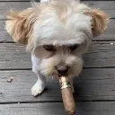 StupidFuckingDogWitDaCig StupidFuckingDogWitDaCig