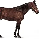 konina