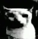 bruhcat
