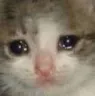 sadcat
