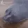 seallook