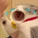 catcry