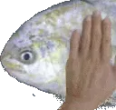 fishpatgif
