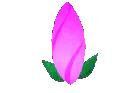 flower_blooming