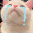 crycat Discord Emoji