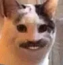 moustachecat