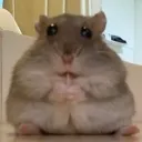 gerbil_stare2