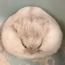 gerbil_rest