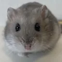 gerbil_stare