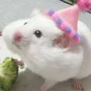 gerbil_food