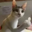 Cat_Rude