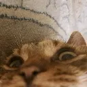 peek