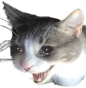 sadcatultimate sadcatultimate