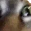 insanecat insanecat