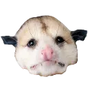 SadOpossum
