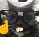 catbob