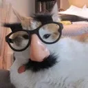 DefinitelyNotACat