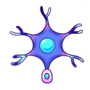 Neurons