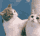 Infect_Cute_Kiss