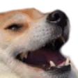 dogKEK