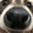 FH_Stare