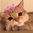gg_cat_look