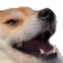 gg_doggo_kek
