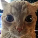 orangecatstare