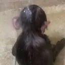 wetmonkey