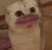 Meow Discord Emoji
