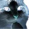 coCatThink