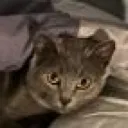 CatStare