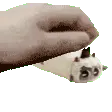 PetLongLamb