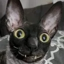 BananaCat