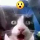 WoahCat WoahCat
