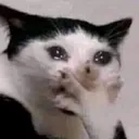 Cat_crying_gasp