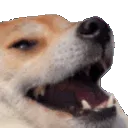 funnydog
