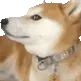weirddoge