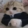 G2_Gato