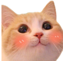 blushcat Discord emoji