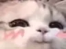 cathehe