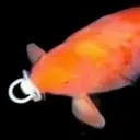 binkyfish binkyfish