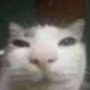 catstarereally