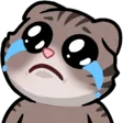 cohhFeels cohhFeels