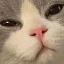 mooshsus