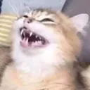 cat_laugh