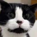 FederalCat11