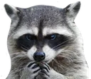 Racoon_Tap